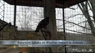Warmer weather expected to increase wildlife activity in Minnesota