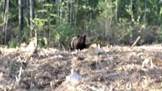 Медведин местный