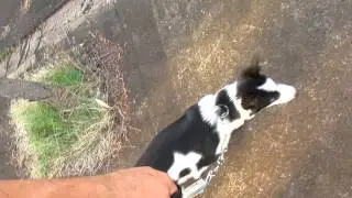 ADESTRAMENTO BÁSICO DE OBEDIÊNCIA PASSEIO SEM PUXAR A GUIA BORDER COLLIE DUDA QUASE 4 MESES