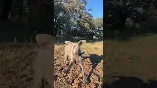 Blue Lacy Puppy Morning Walk After 3 Days of Rain in Texas