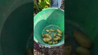 No dig potato harvest compared to dug soil.