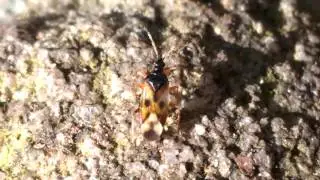 Anthocoris nemorum. Common flower bug. For Alen Dale.