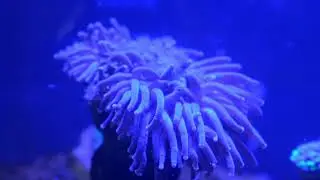 Ephyllia glabrescens feeding