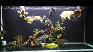 Predator com tank. Design By Daniel