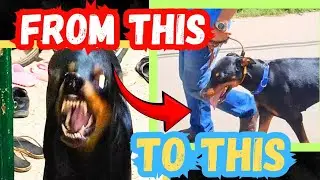 Aggressive Doberman becomes Calm and Quiet (Most Intelligent Breed)