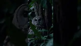THIS IS FAKE 🦉👀 &hellip;or is it too real? | AI TV #Shorts #Owl #Animals #Wildlife #RealOrAI