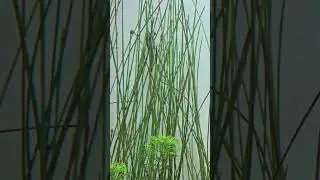 Borneo Sucker, Otocinclus Catfish, Cherry Shrimp - Algae eater - Aquarium Clean up Crew