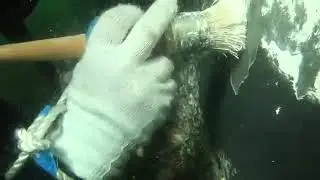 Alocit 28.15 Underwater Coating Demonstration