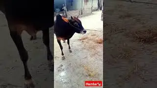 The cow attacks me when shot video it&rsquo;s  #shorts #cow #hamba
