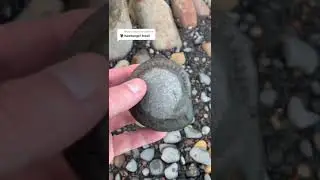 Идеальный аммонит, найденный на скалах