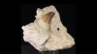 Fossil Mosasaur (Prognathodon) Tooth on Jaw Bone