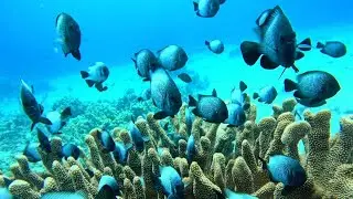 Big Island Diving, Summer 2025, Part 15