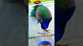 My peacock suffering from lump in right eye, What I do for this??