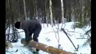 Yngve i skogen