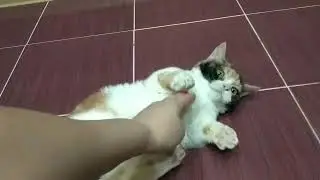 Lambkin curly munchkin Medusa plays with hand