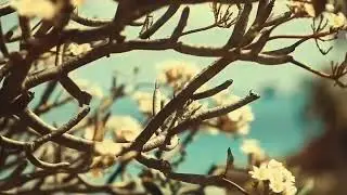 Edward maya - Desert Rain (Remix)