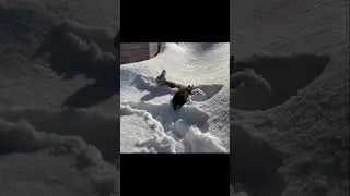 When You Realise Even Rabbits Love The Snow 🥰❤️ #shorts