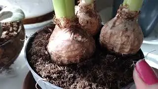 Sümbül Çiçeği Bakımına Dair Herşey(Hyacinthus Orientalis )