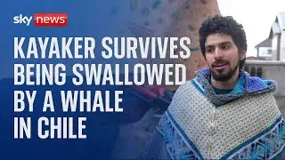 Kayaker survives being swallowed by humpback whale in Chile