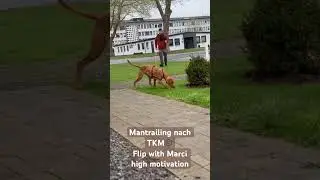 #Mantrailing nach TKM &copy;️ Flip with Vizsla Marci, high motivation #mantrailer #vizsla #trackerdog