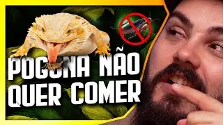 Meu DRAGÃO BARBUDO não quer comer. 5 motivos do seu Pogona Vitticeps não querer comer - Biólogo Tai