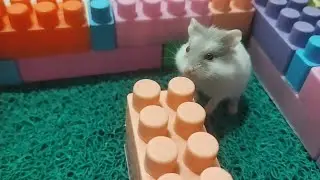 Important moments in a hamster's life 🐹#hamsters #pets #cute #animals #funny #funnyhamster