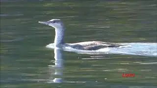 New England Shore Birds and their Migration