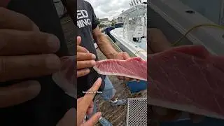 Poor Man&rsquo;s Bluefin Tuna #fishing #shorts