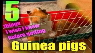 5 things I wish I knew before getting guinea pigs