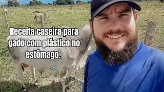 Receita caseira para gado com pl&aacute;stico no est&ocirc;mago (Resultado ap&oacute;s 6 meses).