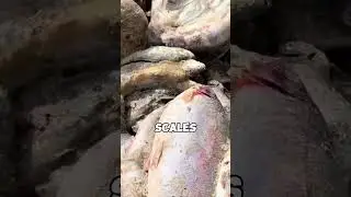 Это не рыба премиум-класса. Вот что на самом деле входит в состав рыбьего жира.
