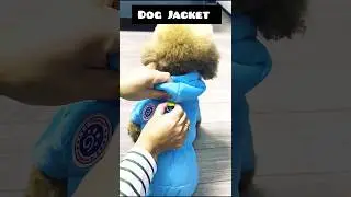 Keep Your Dog Warm & Stylish This Winter | Best Dog Jacket 2025 ❄️ | #shorts #shortsfeed #dogjacket