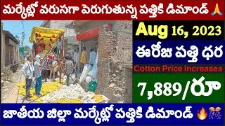 16.8.2023 khammam cotton price-jammikunta cotton price-Kesamudram cotton rate-enkoor cotton price