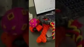 Toys for indoor activities| Fun pet video| Supertails.com #shortsindia #doglovers  #youtubeshorts