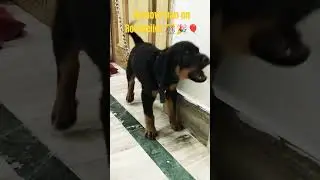 Abhi to party shuru hui h#removeban#rottweilerdog#rottweilerpuppy#cutepuppies#cutebaby#cutedog#top5