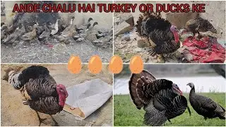 ADULT TURKEY AND DUCKS PAIR AVAILABLE IN HYDERABAD|| EGGS CHALU HAI DUCKS PR TURKEY KE