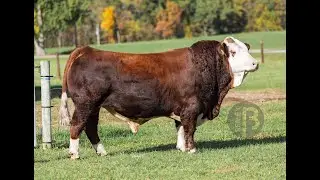 0200SM30353  BILJ POL JAMIE 31J