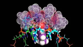 Intercalation of Actinomycin D into a DNA duplex