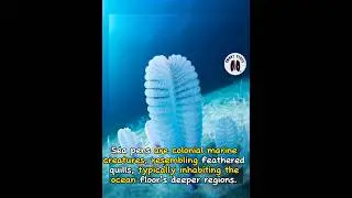 Ocean floor's deeper regions : Sea pen🖋️ | smartstudyoffi #knowledge #education #shorts #facts