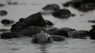 Willet taking a Bath (Tringa Semipalmata)