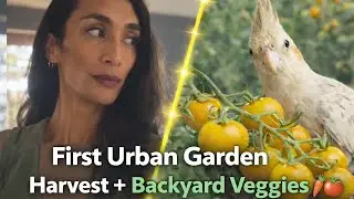 Veggie Garden Update | Small Backyard Harvest🍅🥬🍈🌱+ mornings with Cali🐦