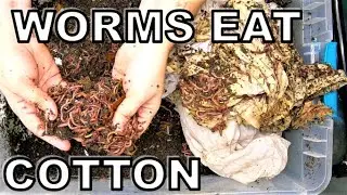 Compost Worms Eat My Shorts