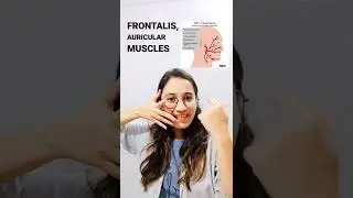 |Motor Nerve Supply of Face| Terminal Branches Of Facial Nerve