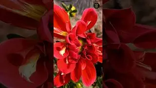 ছোট্ট ছাদে রঙিন ফুলের বাগান 🌺 Rooftop Gardening Ideas #shorts