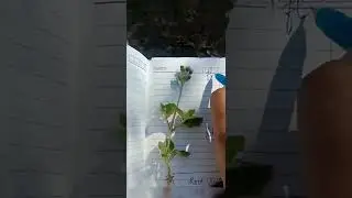 #parts#of#plants #stem#root #leaves #flowers #biology #science #education #youtubeshorts