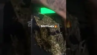 ✅ Burmese Kush🔥