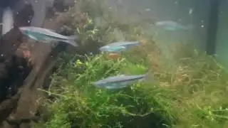 NANFA Emerald shiner aquarium.