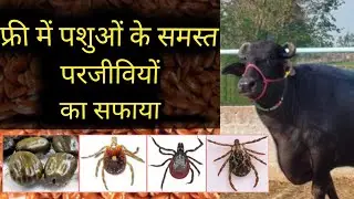 अलसी से जू चिचड़ी हटाए| अलसी पशुओं को दे सकते हैं क्या|