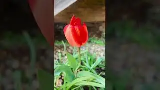 Beautiful tulip for the first day of April. #shorts #fyp #flower #tulip #april #beautifulday