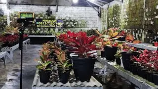 Tanaman Hias aglonema